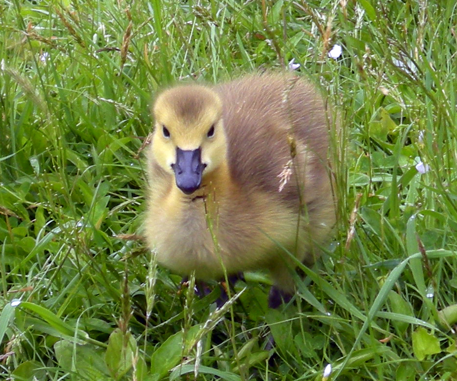 Baby Canada Goose Gosling | © Shawnamac/Deviantart